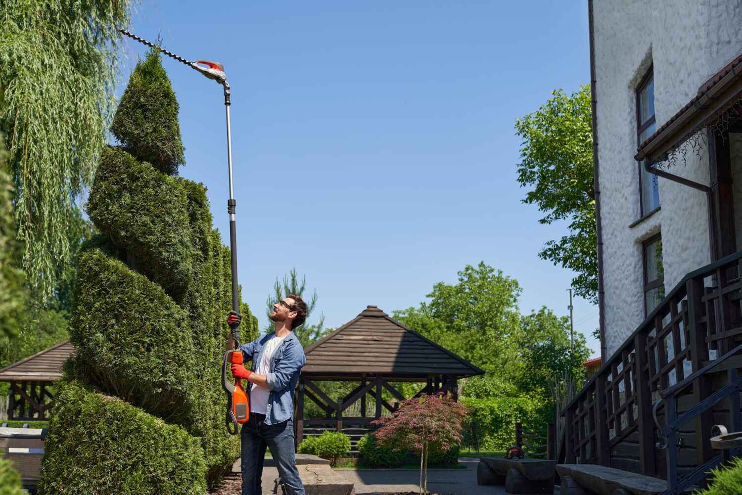 Tree Root Removal in Superior, CO